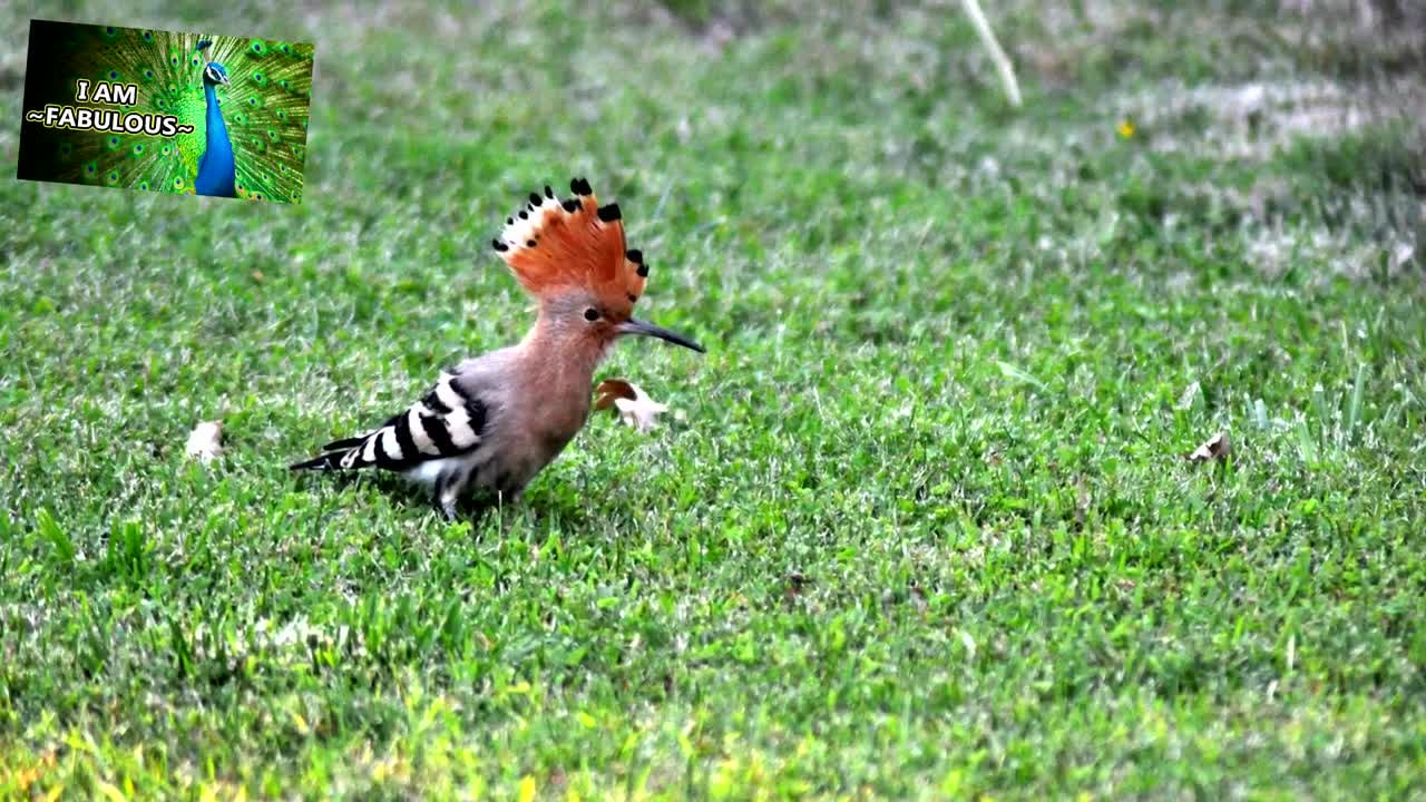 Hoopoe facts:birds with stinkin great accuracy /animal fact files