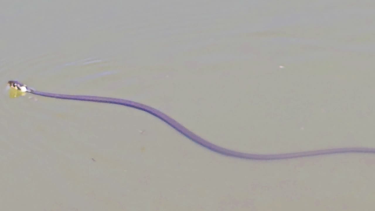 Beautiful young grass snake swimming in a river/beautiful snake in the water.