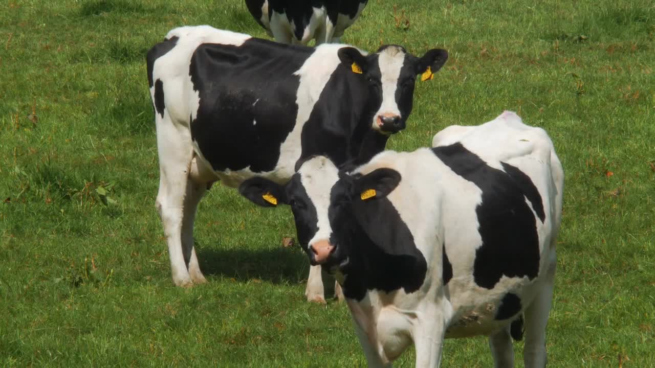 Two cows grazing