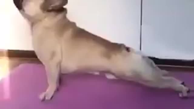 Funny cute pug doing yoga training for yogis