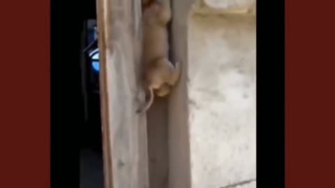 The dog independently climbed the wall to the top of the house