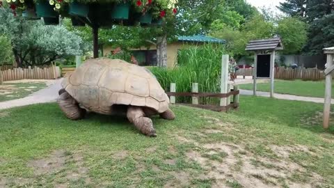 World biggest giant tortoises