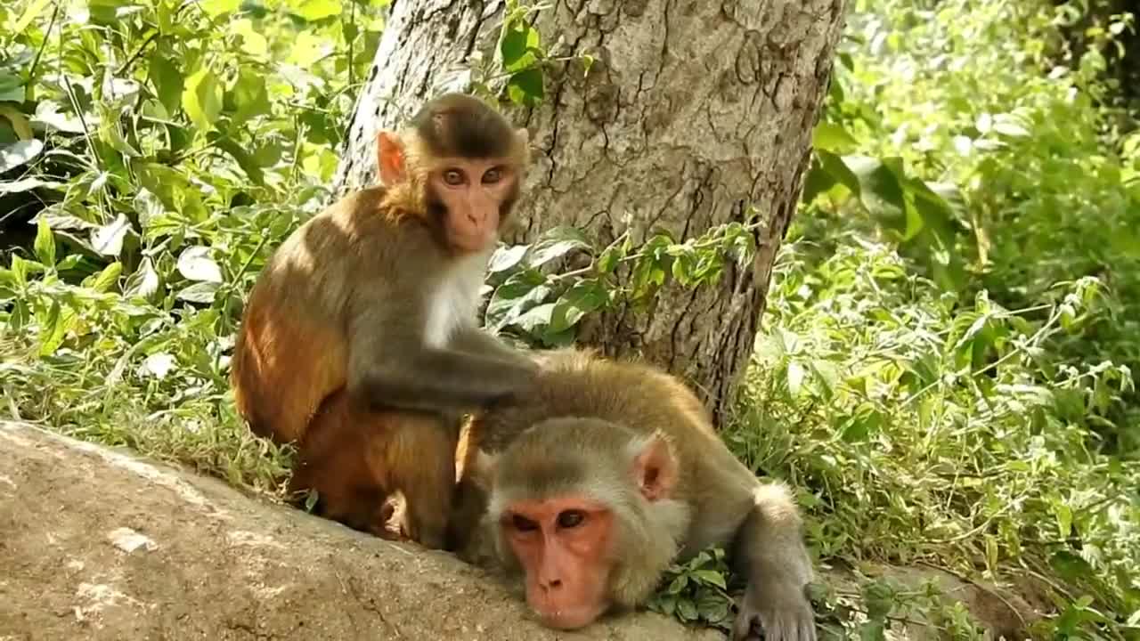 Monkey funny videos 🤣