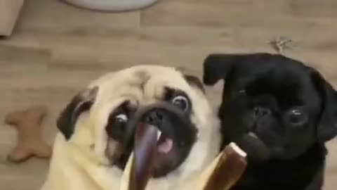 Best funny dog video | Discover the best funny dog video. | funny videos of 2022