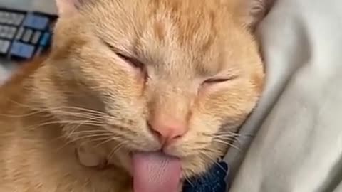 OMG 😱 so funny cat 🐱 videos | Funny cat videos thats make you laugh 😂 | Animal avenue