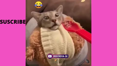Gatos Engraçados 2021- Funny cat reaction