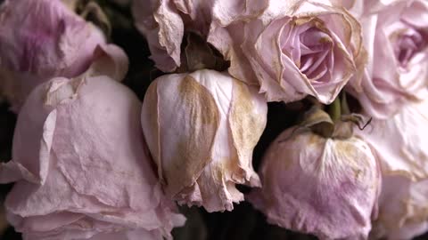 Bouquet of withered pink roses