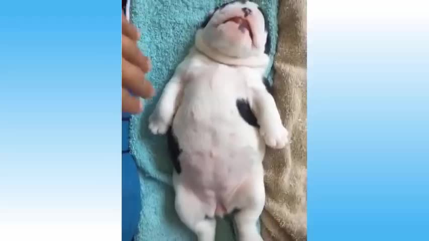 Top Funny Cat Videos Of The Weekly - Try Not To Laugh
