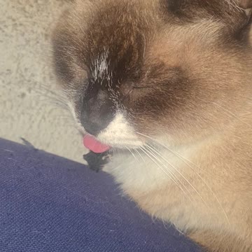 tongue cat