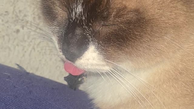 tongue cat