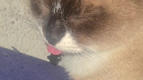 tongue cat