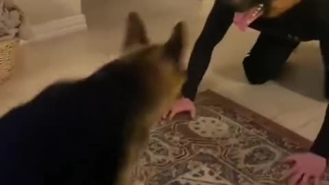 Funny German shepherd