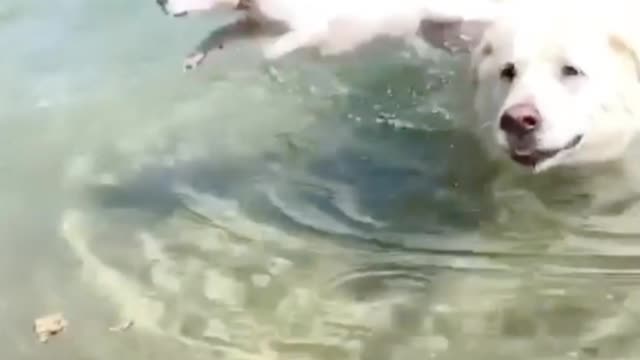 Just keep swimming com on my cumee