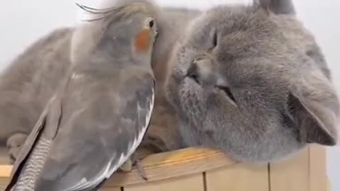 Your Friend While You're Trying To Sleep