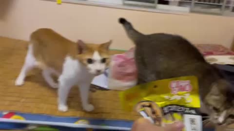 Attration to cats