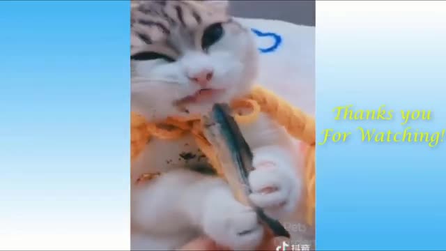 Very Cute Cats🐈🐈 & Funny Dogs compilation Videos.