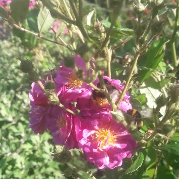 Two bumblebees on a flower