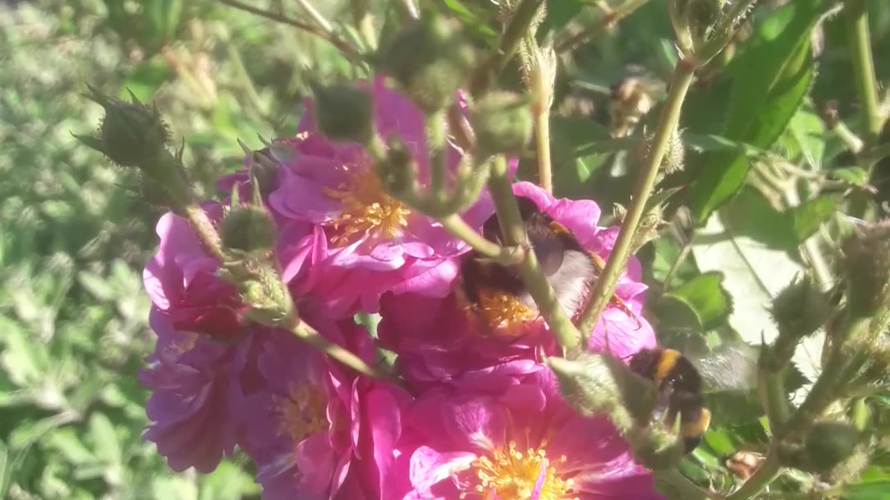 Two bumblebees on a flower