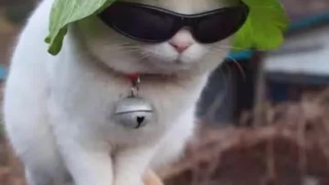 animals funny video. try not to laugh. #shorts