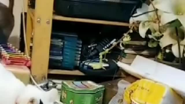 I just don't have a cat.