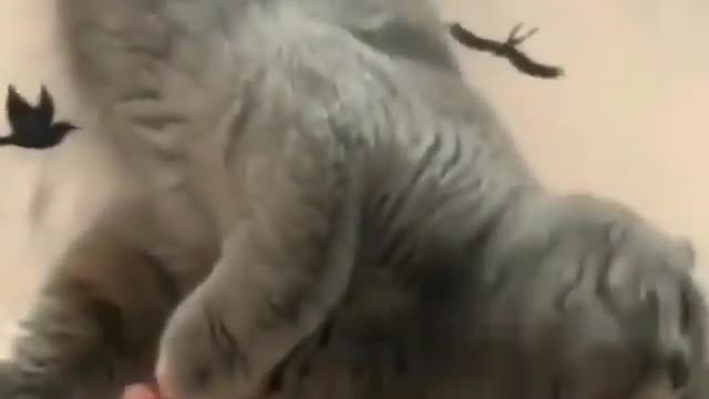 Watch how this cat did with its owner