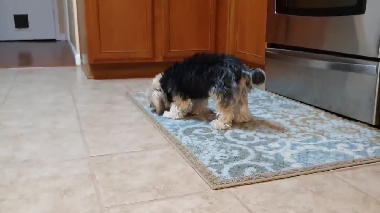 Cute Puppy Tries New Food Taste Test Review