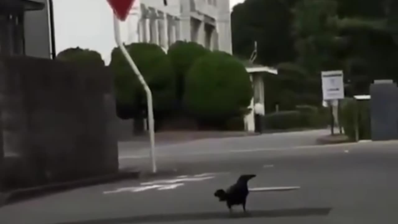 crow is jumping with joy.