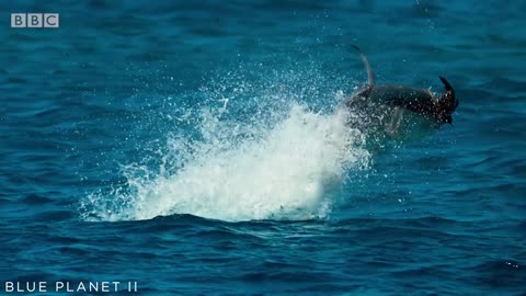 Bird vs Fish | Blue Planet II