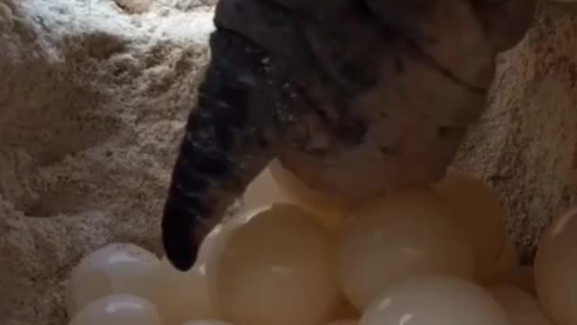 A Closer Look at Sea Turtles Laying Their Eggs in the Sand Dunes