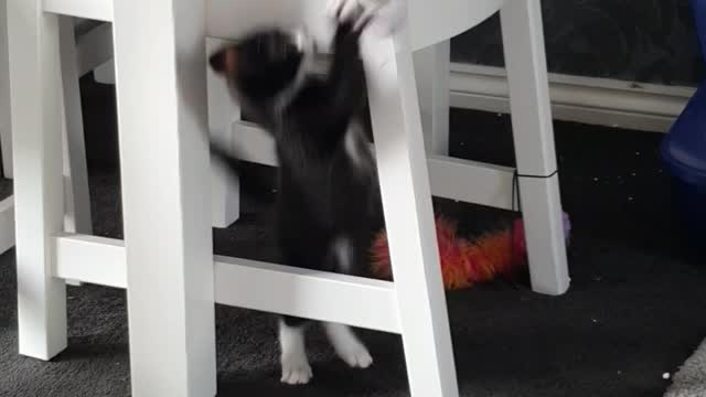 Funny black and white Kitten