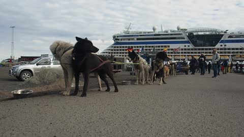 DOG squade ready for race