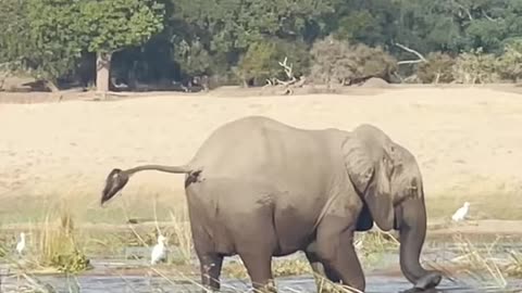 ELEPHANT KILLS CROCODILE