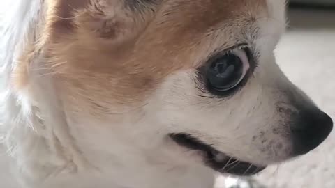 Cute funny dog