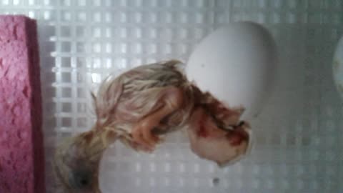 Hatching an egg