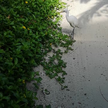 Nature and Wildlife 24