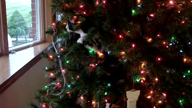 Cat makes Christmas tree her own personal play toy