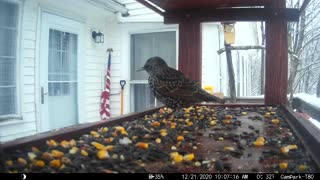 Starlings Fight Take 1
