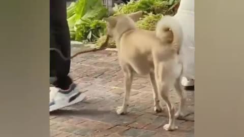 Funny Animal Videos-2024