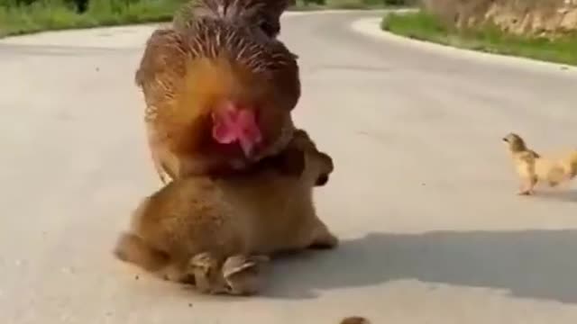 Dog & hens funny videos