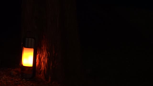 A bright electronic lamp under a dark tree.