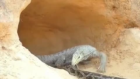 Lizard vs Python