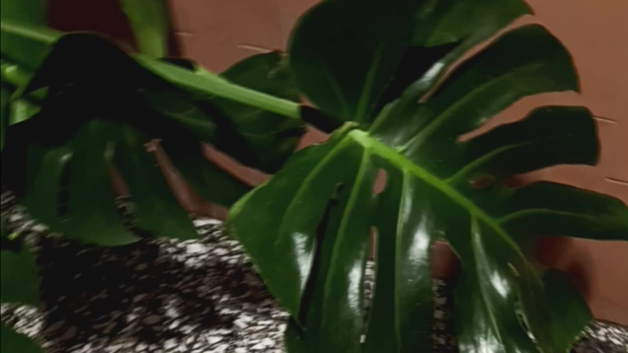 Stemma Coffee nice restroom