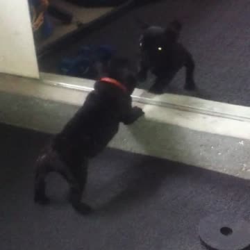 Cachorro de Bulldog Francés desafía al reflejo en el espejo