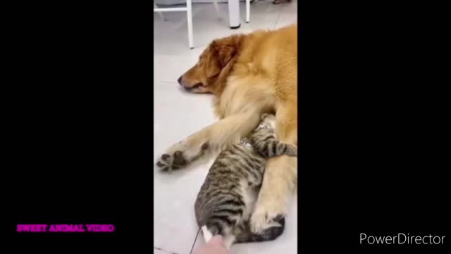 Cute and Funny Cat and Dog Video Compilation 😺😍 | Funny Animals #1 #2022