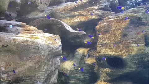 The big brutal moray(sea fish) is moving slowly in aquarium