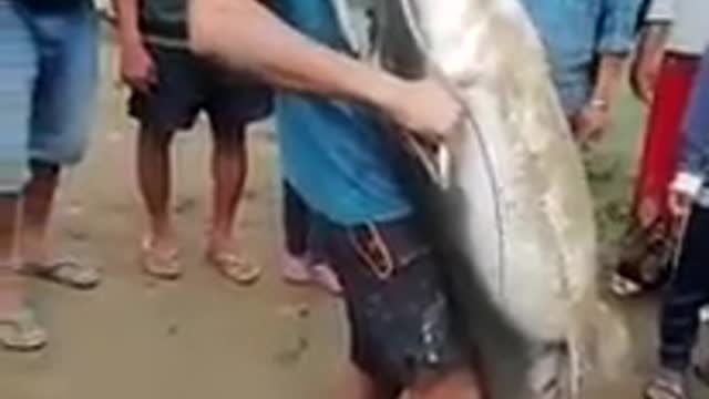 Giant cat fish caught from lake