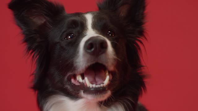 Close-Up View of a Border Collie