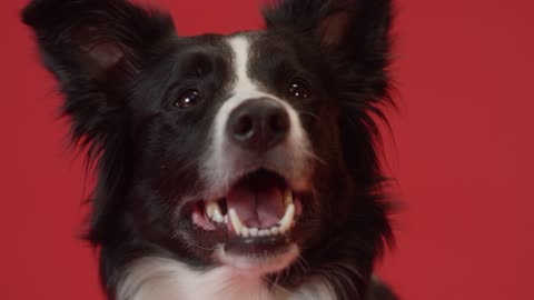 Close-Up View of a Border Collie