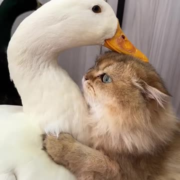 Laugh until my stomach hurts.