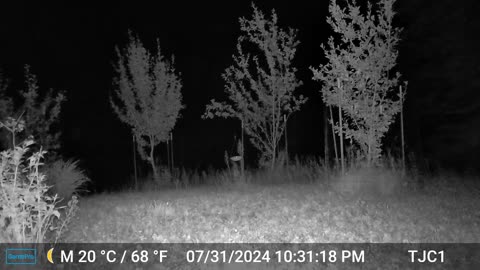 Raccoon Family Running Off